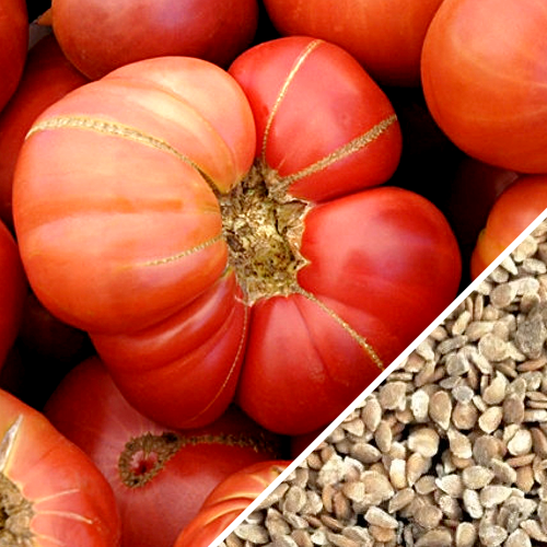 Pink Brandywine tomatoes with potato-leaf foliage and close-up of tomato seeds