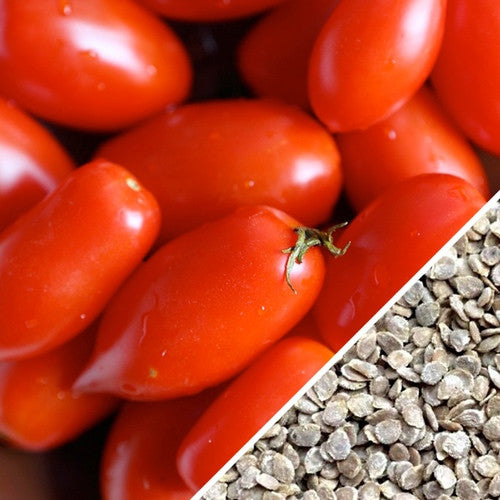 Red Rio Grande determinate tomato seeds from SeedsNow, ready for planting in vegetable garden.