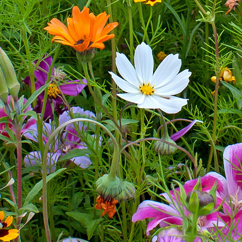 Purchase the best Annual wildflower scatter garden seed mix online from USA. Includes 25 annual flower varieties for blooming all year, perfect for cutting.