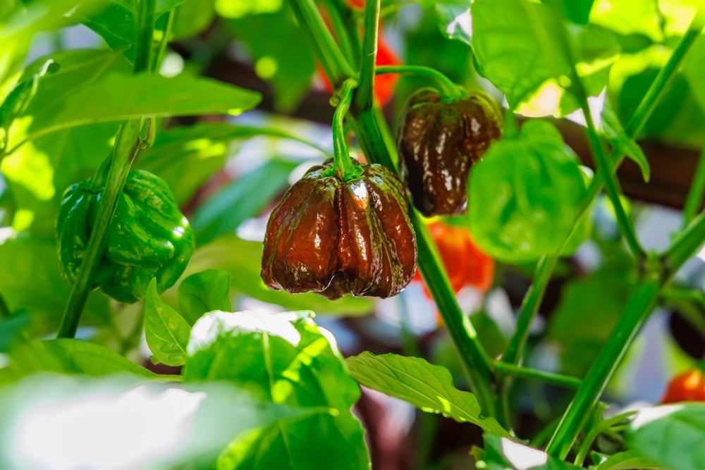 Close-up of ripe brown hot peppers growing on a green pepper plant among leaves in sunlight