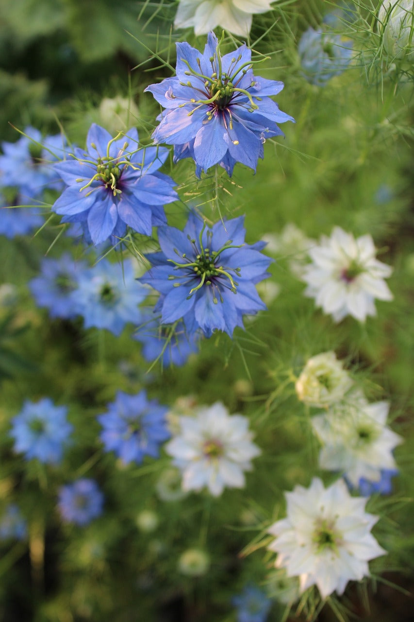 Wildflowers Blues Brothers seed mix from SeedsNow, colorful wildflower blend in bloom with various blue and purple flowers.