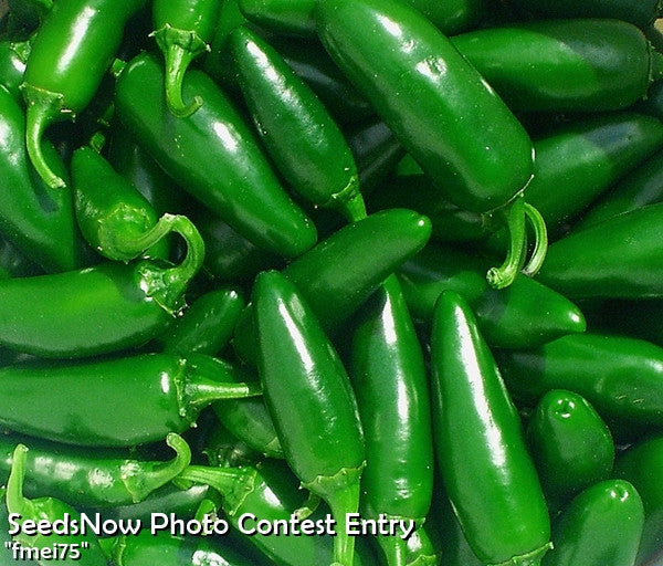 Close-up of fresh green jalapeño peppers piled together
