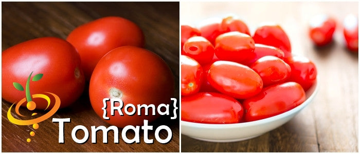 Roma tomato seeds from SeedsNow, showing small, healthy Roma determinate tomato seeds on a white background.