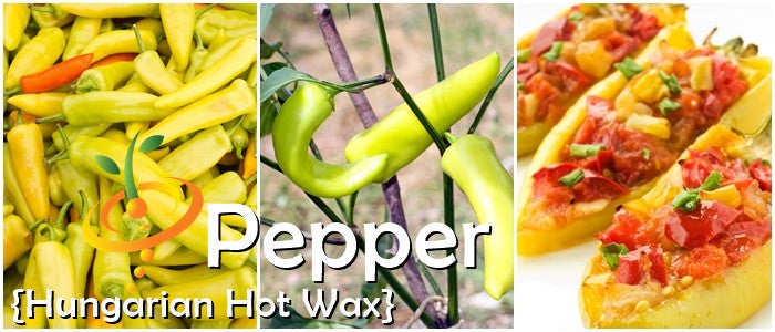 Hungarian Hot Wax peppers fresh on plant and prepared stuffed dish close-up