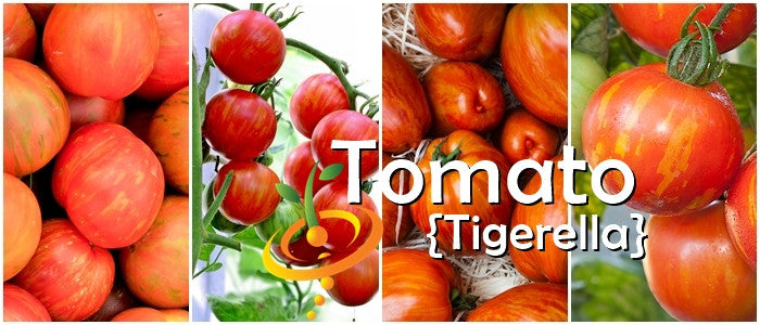Tomato Tigerella indeterminate seeds from SeedsNow, showing vibrant red and orange striped tomato seedlings on a seed packet.