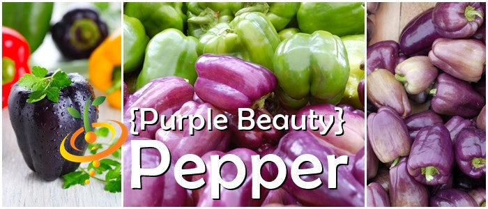 Purple Beauty sweet pepper seeds from SeedsNow, showing vibrant purple peppers on the plant ready for gardening.