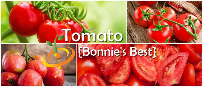 Tomato Bonny Best indeterminate seeds from SeedsNow, close-up of ripe red tomatoes on the vine with green foliage.