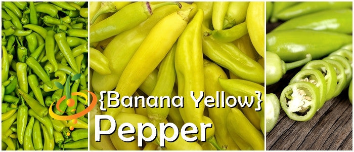 Sweet banana pepper seeds from SeedsNow, showing vibrant green peppers and seeds ready for planting.