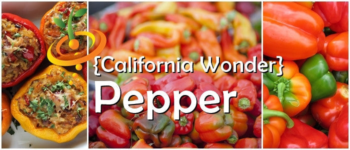 California Wonder peppers in red, orange, and green with stuffed pepper dish and fresh harvest close-up