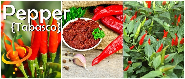Tabasco Pepper seeds with spicy red peppers and hot sauce ingredients close-up