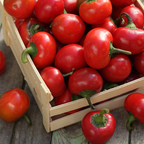 Buy Large Red Sweet Cherry Pepper seeds online from the USA. This sweet, mini pepper ripens from green to maraschino red. Perfect for pickling, stuffing, grilling.