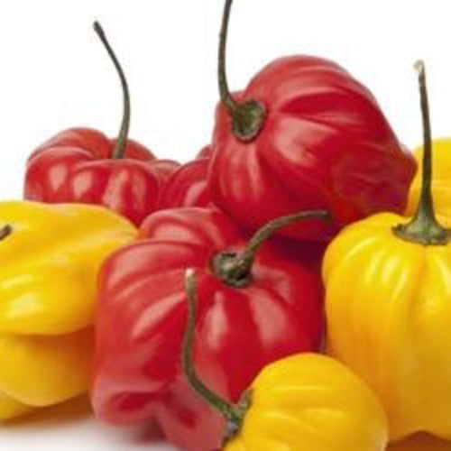 Red Scotch Bonnet hot pepper seeds from SeedsNow, showing vibrant red peppers and seeds, perfect for spicy cooking.
