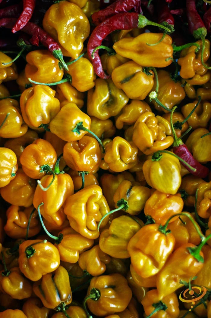 Close-up of bright yellow Lemon Habanero hot peppers with a few red chili peppers mixed in