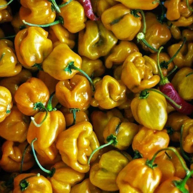 Close-up of bright yellow world's hottest peppers with green stems clustered together