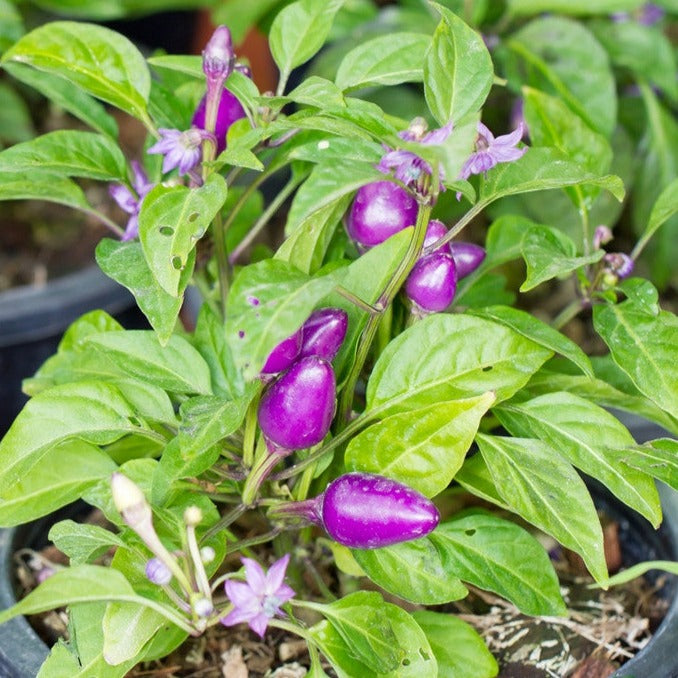 Bright purple hot pepper seeds from SeedsNow, showcasing vibrant, mature peppers with a fiery appearance for spicy culinary uses.