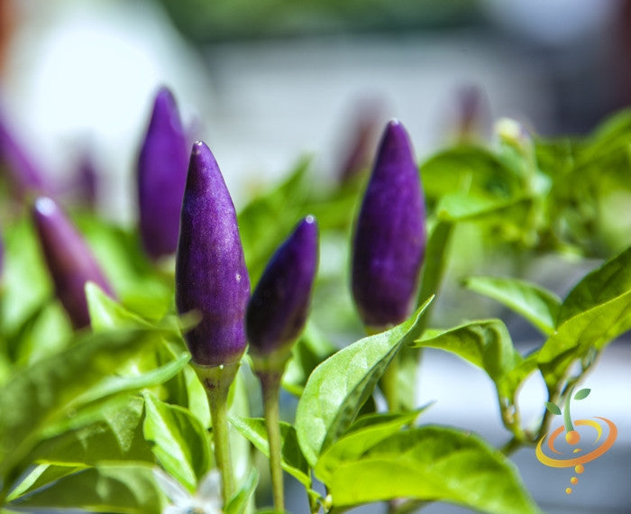 Close-up of vibrant purple hot pepper seeds from SeedsNow, showcasing their colorful and spicy appearance.