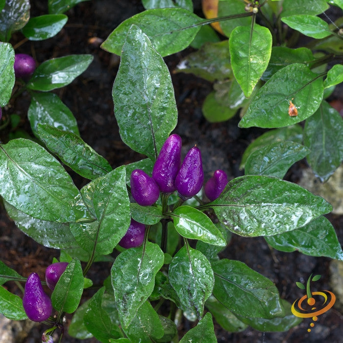 Close-up of Pretty Purple hot pepper seeds from SeedsNow, showing vibrant purple color and seed details.