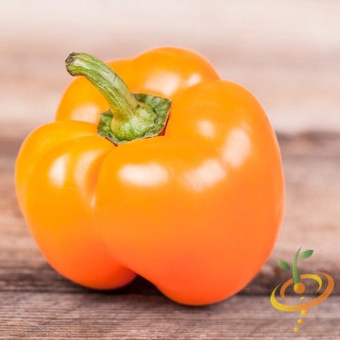 Buy Orange Horizon Sweet Bell Pepper Seeds online from USA. Enjoy high yields of sweet, juicy peppers with no heat, ideal for fresh and cooked dishes.
