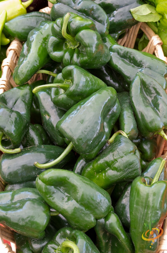 Close-up of hot Poblano pepper seeds from SeedsNow, showing small, reddish seeds ready for planting.
