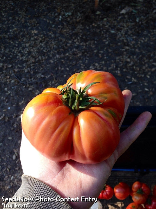 Pink Brandywine indeterminate tomato seeds from SeedsNow, showcasing ripe, pink heirloom tomatoes on the vine.