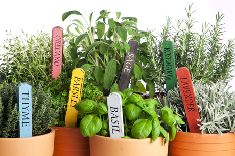 How to Grow an Indoor Herb Garden