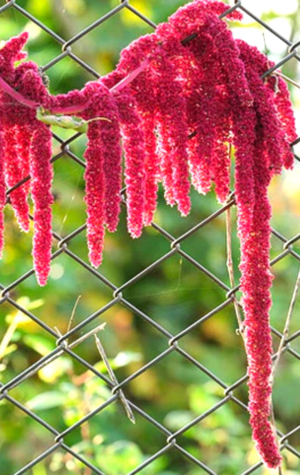 All Amaranth Flower Seeds