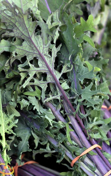 All Kale Seeds