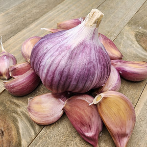 Garlic - (Hard Neck) Chesnok Red