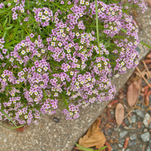 Flowers - Alyssum, Royal Carpet