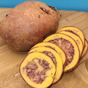Organic Jester early-season potato seed from SeedsNow-Potatoes, featuring round, fresh potato tubers ideal for planting.