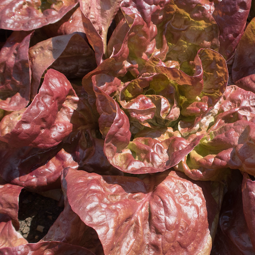 Lettuce - Marvel of Four Seasons