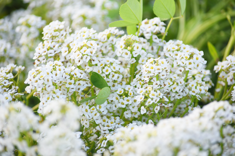 Close-up of Sweet Alyssum flower seeds from SeedsNow-Flowers, showing small seed packets for planting Alyssum carpet of snow garden.