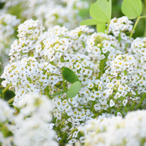 Close-up of Sweet Alyssum Carpet of Snow flower seeds, showing tiny white seeds ready for planting, from SeedsNow-Flowers.