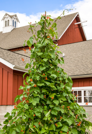 All-in-One Vine Teepee Variety Pack