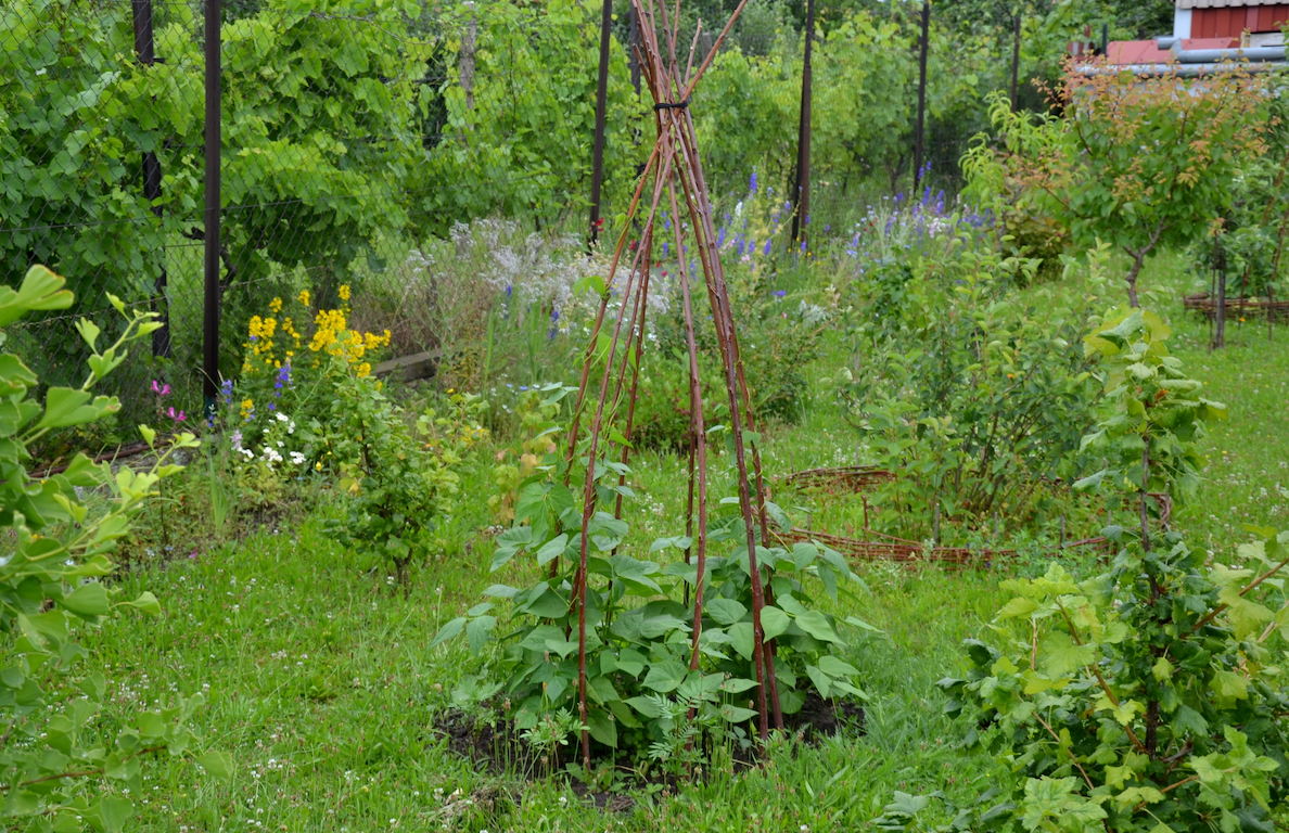 All-in-One Vine Teepee Variety Pack