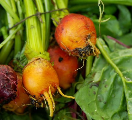 Golden Burpee's Golden beet seeds by SeedsNow, showing vibrant golden beets and seed packet for planting.