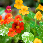 *New!* 50-in-One Complete Garden Abundance Collection (with Black Seed Storage Vault)