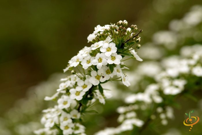 Wildflowers - Annual Cut Flower Scatter Garden Seed Mix - SeedsNow.com