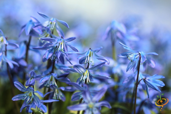 Wildflowers - All Annual Scatter Garden Seed Mix - SeedsNow.com