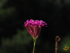 Wildflowers - Exotic Mountain Scatter Garden Seed Mix - SeedsNow.com