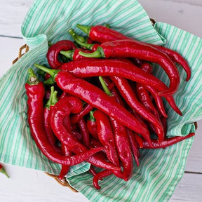 Red cayenne hot pepper seeds from SeedsNow, showing vibrant seeds in a close-up shot ready for planting.