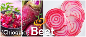 Beet - Chioggia.