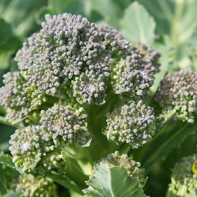 Broccoli Di Cicco seeds from SeedsNow, small green seed packets with detailed label for planting Broccoli at home.