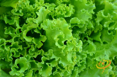 Fresh green lettuce salad bowl with SeedsNow all lettuce seeds, showing vibrant leafy greens in a natural setting.