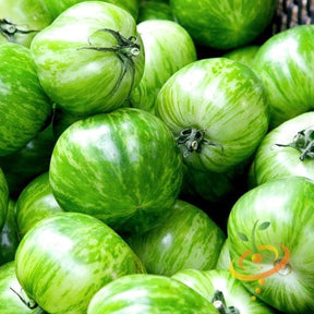 Green striped Zebra tomato seeds from SeedsNow, showing mature semi-determinate green and white striped tomato plant.