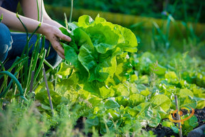 Lettuce - Winter Density.