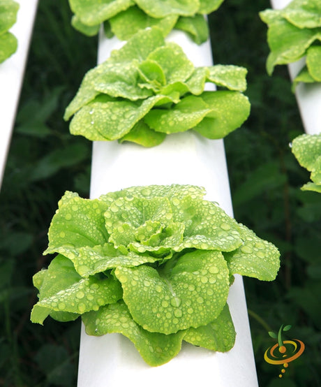 Fresh Summer Bibb lettuce growing from SeedsNow seed packet, vibrant green leafy vegetable on a garden bed.