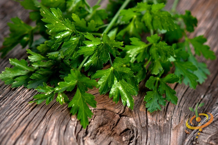 Parsley - Dark Green Italian Giant.