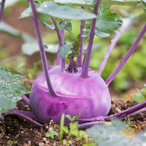 Purple Kohlrabi from SeedsNow, fresh purple bulbs with leafy green tops, ready for planting or harvest.