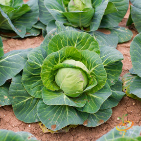 Danish Ballhead cabbage plant growing in a garden, healthy green leaves, from SeedsNow seed variety.
